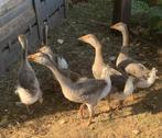 6 Jonge ganzen te koop, Dieren en Toebehoren, Geslacht onbekend, Gans of Zwaan