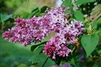 Syringa of sering van hobbykweek, Tuin en Terras, Planten | Tuinplanten, Volle zon, Vaste plant, Lente, Ophalen