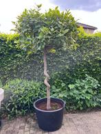 Laurier op stam te koop, Tuin en Terras, Ophalen
