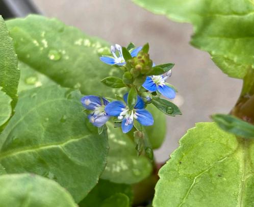 Veronica Beccabunga, Tuin en Terras, Planten | Tuinplanten, Vaste plant, Vijverplanten, Volle zon, Lente