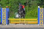 Lieve en Knappe D pony ruin 8j, Dieren en Toebehoren, Paarden, Ruin