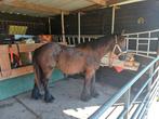 Trekpaard merrie, Dieren en Toebehoren, Paarden, Merrie