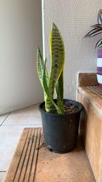 Sanseveria, Ophalen