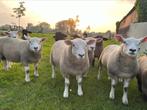 Texel lam rammen (Engels frans), Animaux & Accessoires, Moutons, Chèvres & Cochons, Mouton, Mâle, 0 à 2 ans