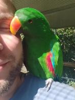 Jonge, ultrasociale mannelijke Eclectus, Dieren en Toebehoren, Mannelijk, Papegaai, Geringd