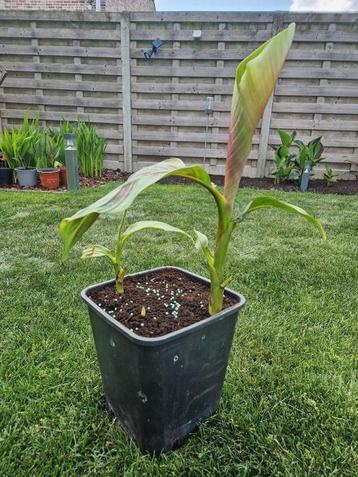 Bananenplant Musa sikkimensis Red Tiger (minstens 4 scheuten beschikbaar voor biedingen