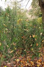 taxus, Jardin & Terrasse, Plantes | Arbustes & Haies, Enlèvement, Taxus, Haie, 100 à 250 cm