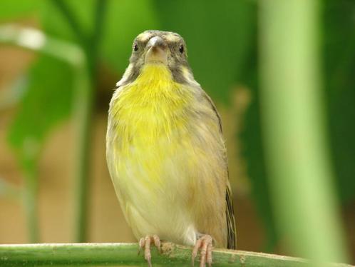 1-0 Citroenborst edelzanger, crithagra citrinipectus, Dieren en Toebehoren, Vogels | Overige Vogels, Tropenvogel, Mannelijk, Geringd