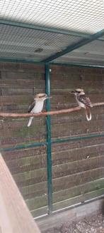 Onverwant koppel kookaburras, Dieren en Toebehoren, Vogels | Overige Vogels