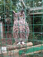 Afrikaanse oehoe, Femelle, Oiseau de proie, Domestique