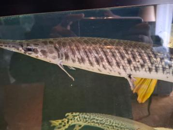 Gar alligator beschikbaar voor biedingen