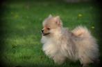 Keeshond pups (Pomeriaan), Dieren en Toebehoren, België, Keeshond, CDV (hondenziekte), 8 tot 15 weken