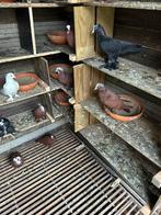 Irakees duiven te koop, Dieren en Toebehoren