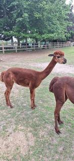 Alpaca merrie, Dieren en Toebehoren