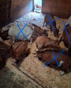 Dwerggeit mieke, Dieren en Toebehoren, Schapen, Geiten en Varkens, Meerdere dieren, Geit, 0 tot 2 jaar