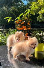 Dwergkees (Pomeriaan) Pups, Dieren en Toebehoren, België, Fokker | Hobbymatig, Keeshond, CDV (hondenziekte)