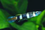 Hobbyaquarium Epiplatys annulatus / ringbandsnoekje , Vis, Zoetwatervis, Schoolvis