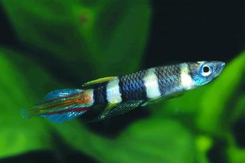 Hobbyaquarium Epiplatys annulatus / ringbandsnoekje  beschikbaar voor biedingen