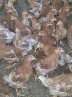 legkippen, Dieren en Toebehoren, Vrouwelijk, Kip