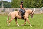 ️6 jarig gouden familiepaard met toekomst ️, Dieren en Toebehoren, Paarden, Merrie, Minder dan 160 cm, Zadelmak, 3 tot 6 jaar