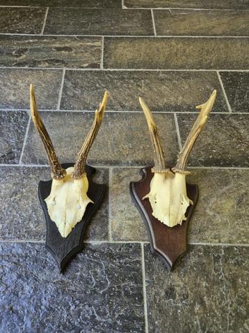 2 Mooie Ree Geweien samen € 17.50 Mancave Jacht Landelijk 99, Ophalen of Verzenden, Hert, Gewei of Kop