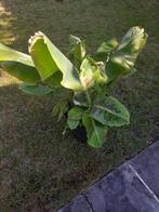 bananenplant bananenboom, Ophalen, Overige soorten, In pot, Minder dan 100 cm
