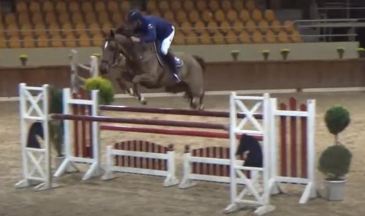 internationaal drachtige fokmerrie, Dieren en Toebehoren, Paarden, Merrie, ZZ, 165 tot 170 cm, 11 jaar of ouder, Springpaard, Met stamboom