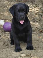 Zwarte labrador pups, België, Fokker | Hobbymatig, CDV (hondenziekte), 8 tot 15 weken