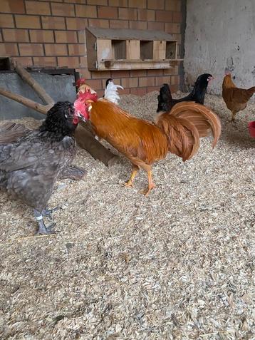  leghorn buff  beschikbaar voor biedingen