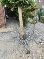 Kiezel 20-40, Tuin en Terras, Grind, Keien en Split, Ophalen, Blauw, Overige typen, Zo goed als nieuw