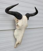 Schedel GNU / WILDEBEEST - met kiezen - gewei (ref. K), Ophalen of Verzenden, Gebruikt, Wild dier, Schedel