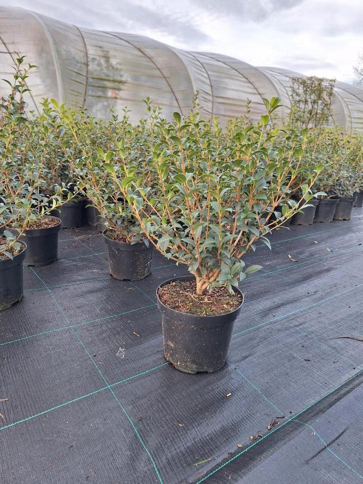 ‼️osmanthus Burkwoodii aan stuntprijzen ️☎️0474 32 53 54‼️, Tuin en Terras, Planten | Struiken en Hagen, Taxus, Ophalen