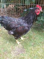 Jonge barnevelder haan, Dieren en Toebehoren, Pluimvee, Mannelijk, Kip