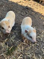 Mini varkentjes, Dieren en Toebehoren, Schapen, Geiten en Varkens, Meerdere dieren, Varken, 0 tot 2 jaar