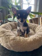 Chihuahua, CDV (hondenziekte), Particulier, 8 tot 15 weken, België