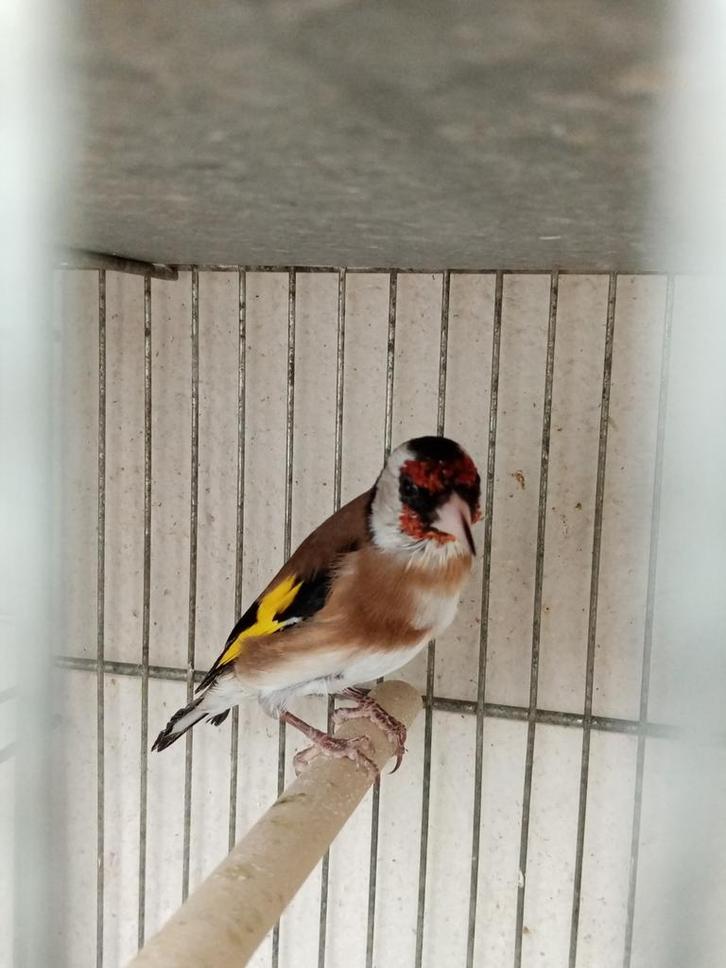 Chardonnerets bon chanteur, Dieren en Toebehoren, Vogels | Overige Vogels