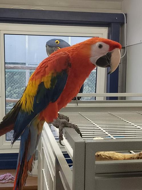 Super tamme jonge Geelvleugel Ara pop met DNA en getest op, Dieren en Toebehoren, Vogels | Parkieten en Papegaaien, Papegaai, Vrouwelijk