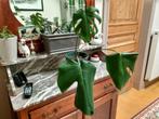 Monstera gatenplant, Groene kamerplant, Ophalen, Minder dan 100 cm