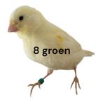 Kanarie jongen 2025, Dieren en Toebehoren