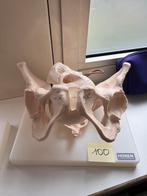 Anatomisch model bevalling bekken+hoofd, Ophalen