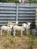Wiltshire horn ooi lammeren, Vrouwelijk, Schaap, 0 tot 2 jaar