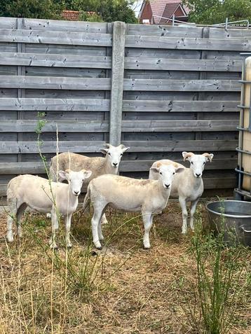 Wiltshire horn ooi lam 4maand beschikbaar voor biedingen