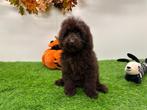 Dwergpoedel pups, Dieren en Toebehoren, Honden | Chihuahua's en Gezelschapshonden, Poedel, België, 8 tot 15 weken, CDV (hondenziekte)