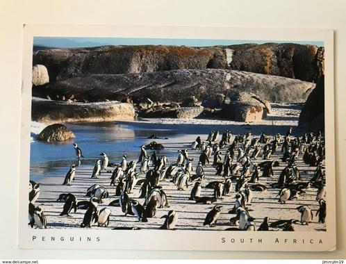 Penguins, Zuid Afrika, Collections, Cartes postales | Animaux, Affranchie, Animal aquatique, Envoi