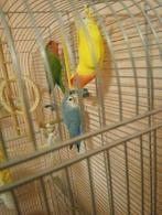 3 papegaaien te koop eventueel met kooi, Plusieurs animaux, Perroquet nain ou Inséparable