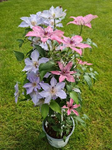 Clematis 'Double'