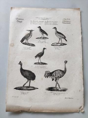 Grote vogel litho beschikbaar voor biedingen