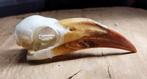 Hornbill rariteitenkabinet, Ophalen of Verzenden, Nieuw