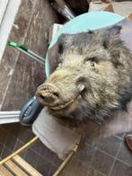 1 tasse de sanglier de plus de 60 ans, Enlèvement, Utilisé, Animal sauvage, Bois ou Tête