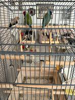 Kooi met hangsysteem met 3 goudamandines en 2 zilverbekjes, Dieren en Toebehoren